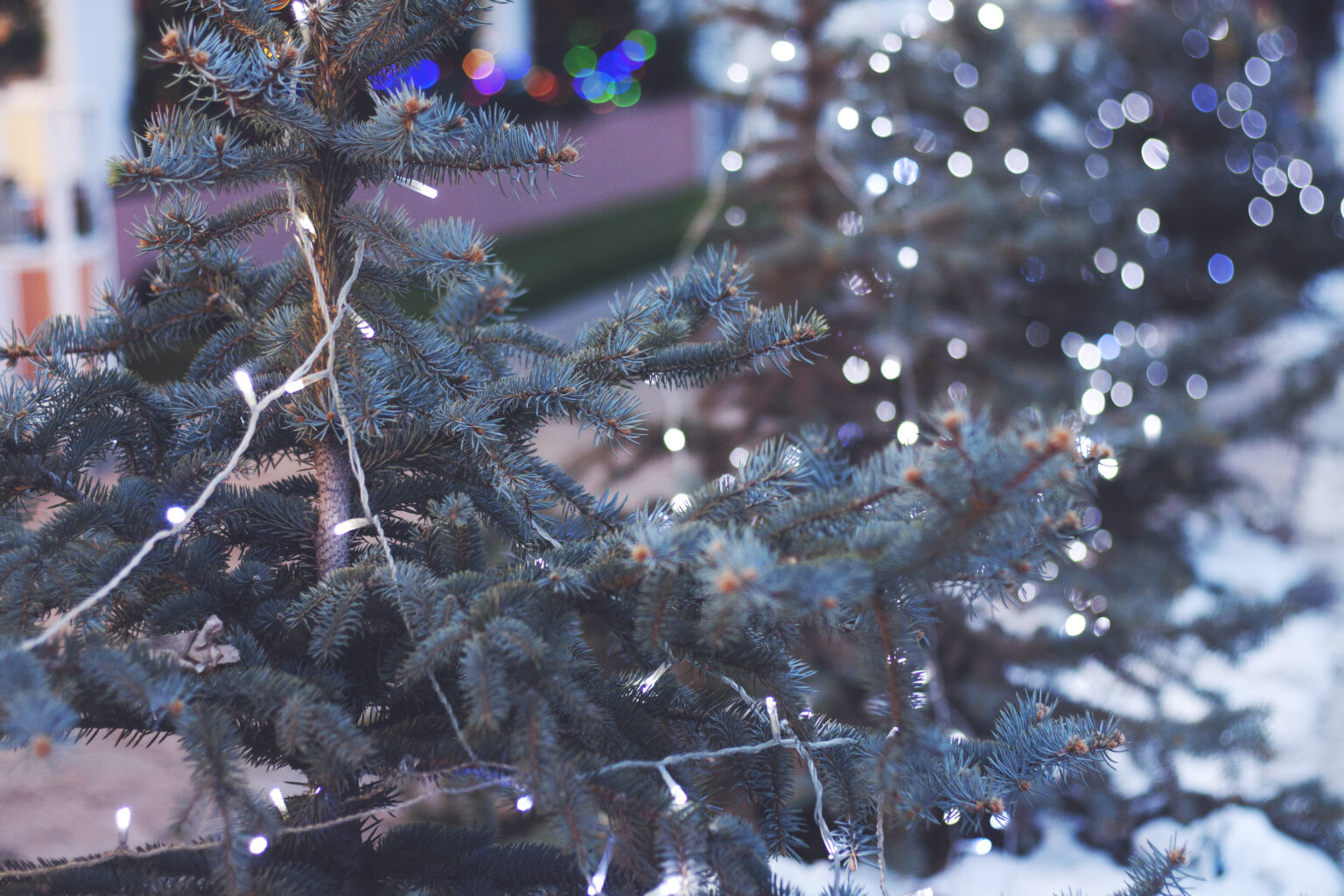 Pino con luces blancas y nieve