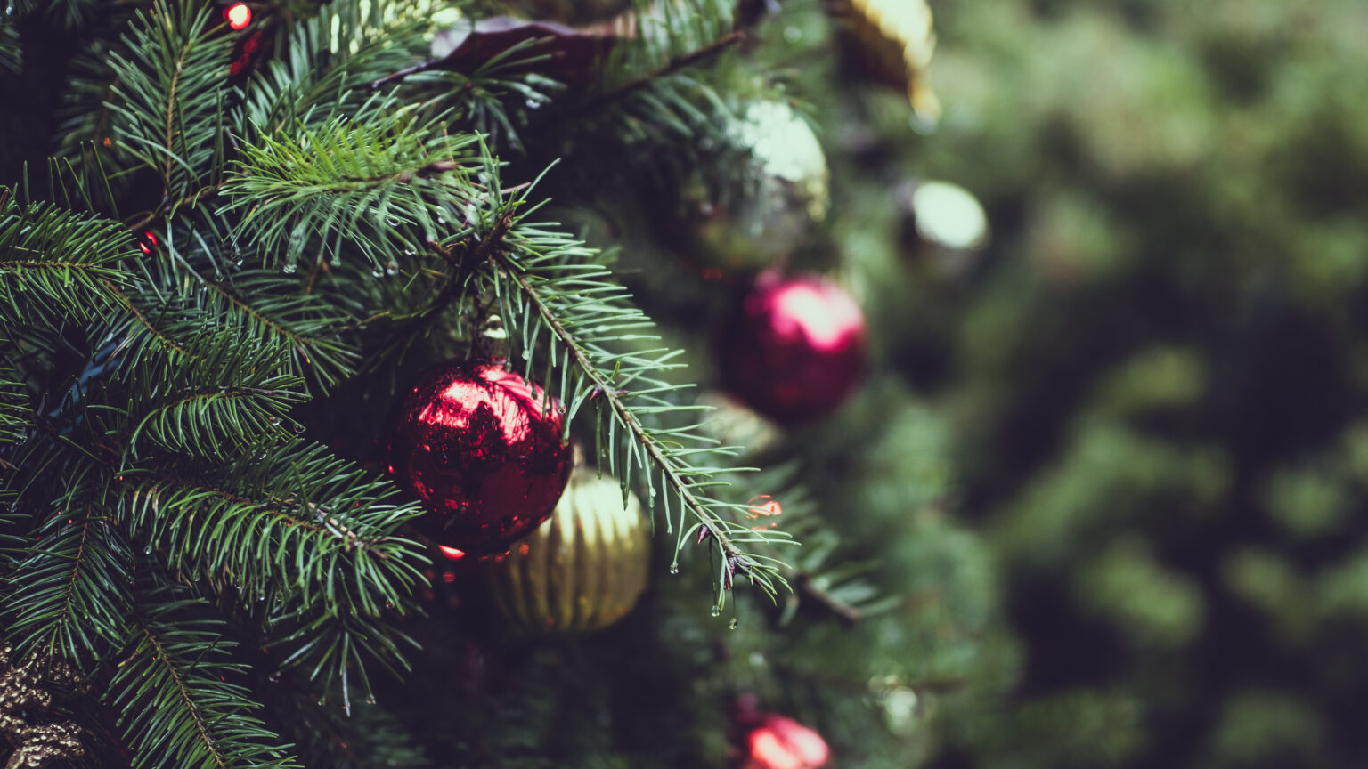 Esferas rojas y doradas en un pino de Navidad